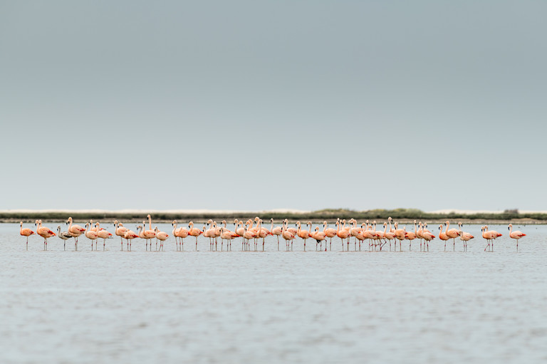 Lagoa Do Peixe National Park Henrique Olsen Photography Tours