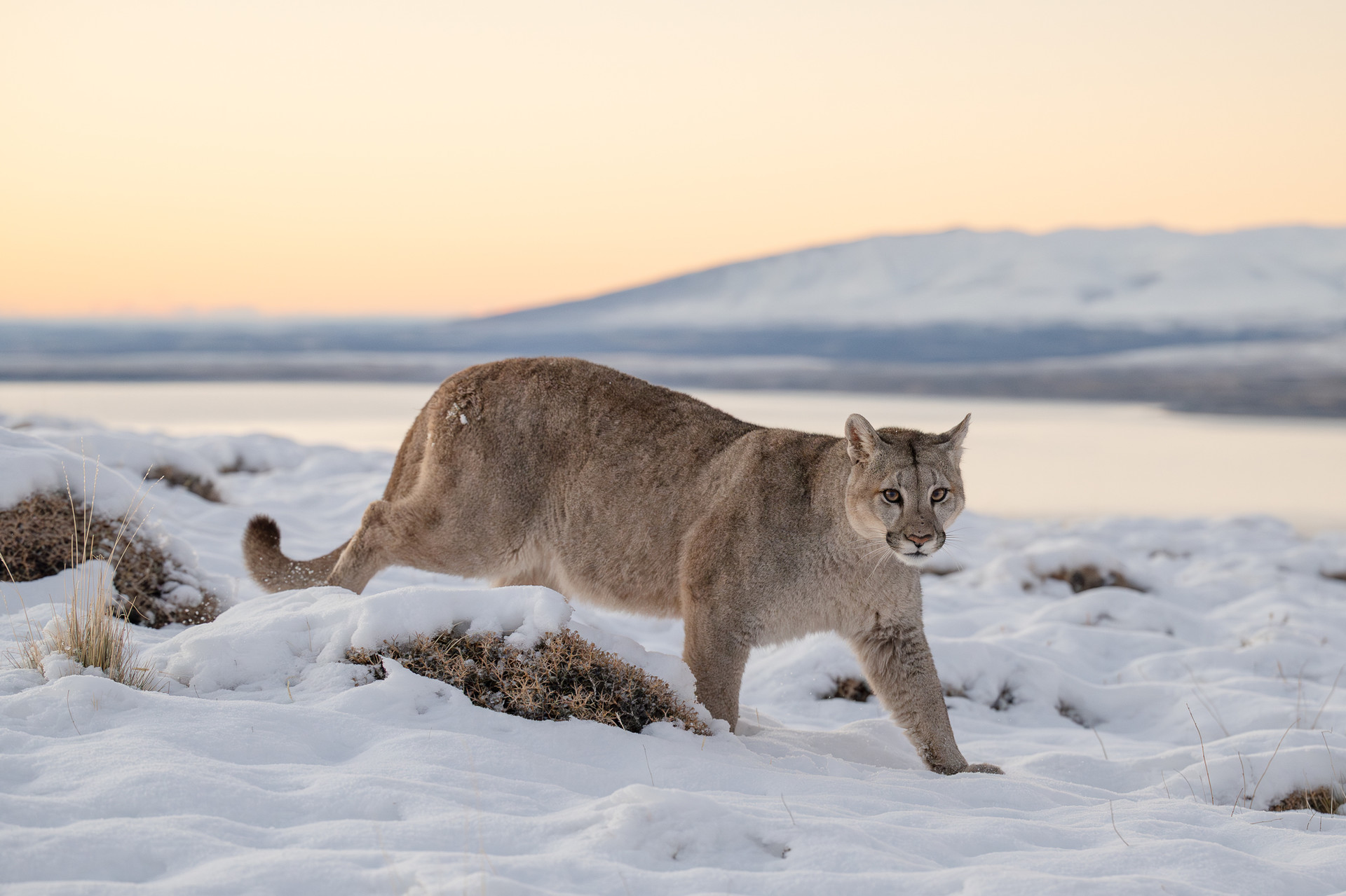 Henrique Olsen - Wildlife Photography and Jaguar Safaris - BRAZIL