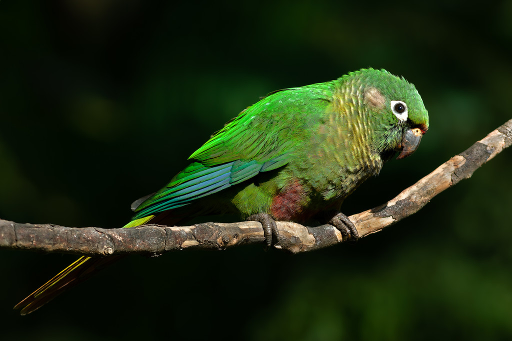 papa - capim  Beautiful birds, Pet birds