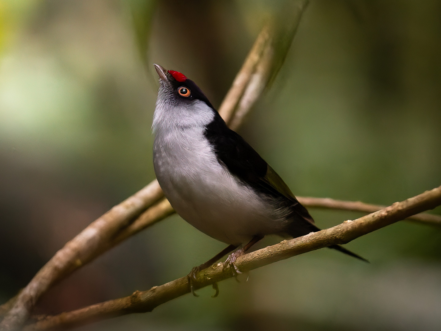 papa-capim-preto-e-branco - eBird