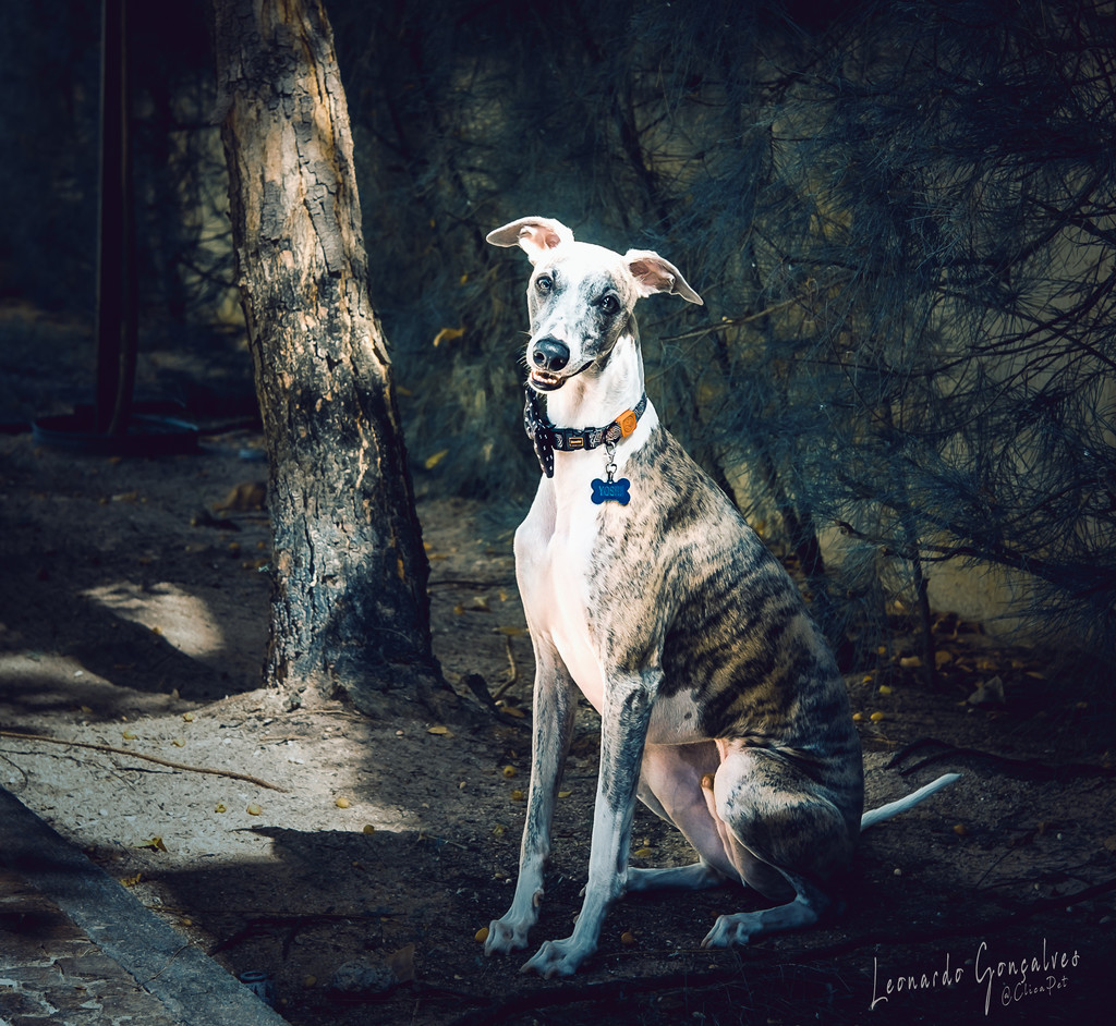 Fotos em Caobelereiro - Loja de Animais de Estimação em fortaleza